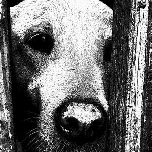 Meet your Posher, Richard